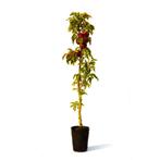Zuilappelboom Flamenco, Tuin en Terras, Planten | Fruitbomen, Verzenden, Volle zon