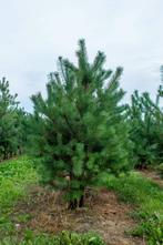 Pinus sylvestris meerstammig