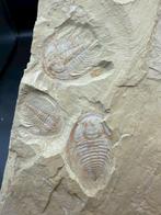 Trilobiet - Fossiele plaatmatrix - 3 Redlichiida mai - 14 cm