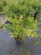 Thujopsis dolobrata, hibacypres, in 19 cm pot 80 cm, Tuin en Terras, Planten | Bomen, In pot, Minder dan 100 cm, Ophalen of Verzenden