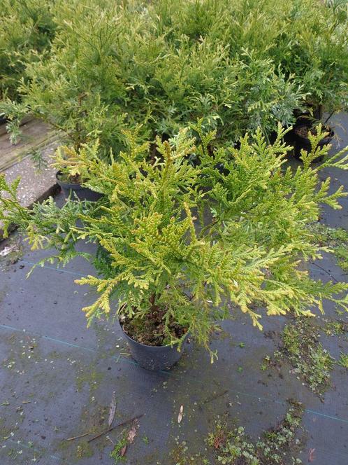 Thujopsis dolobrata, hibacypres, in 19 cm pot 80 cm, Tuin en Terras, Planten | Bomen, In pot, Minder dan 100 cm, Ophalen of Verzenden