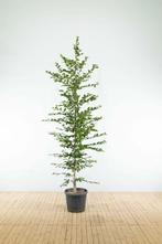 Carpinus betulus beveerd, Tuin en Terras