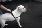 Anti trektuig voor honden merk maZter (Zterk, tuig hond), Verzenden, Nieuw, Hondenriem