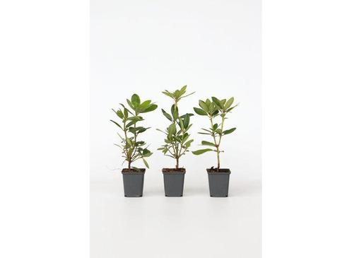 Rhododendron Catawbiense paars - set van 3, Huis en Inrichting, Kamerplanten, Verzenden