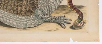 Maria Sibylla Merian - Caimano tratto da Dissertatio de beschikbaar voor biedingen