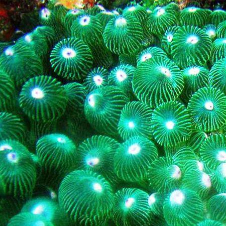 Entacmea Quadricolor Groen, Dieren en Toebehoren, Vissen | Aquaria en Toebehoren, Ophalen of Verzenden