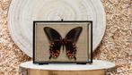 Vlinder Taxidermie volledige montage - Papilio diephobus -, Antiek en Kunst, Curiosa en Brocante