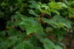 Acer tataricum hoogstam 14/16, Tuin en Terras, Planten | Tuinplanten
