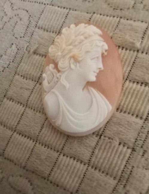 Cassis Rufa Conchiglia - Cameo - Handgeschreven Oktober 1955, Verzamelen, Dierenverzamelingen