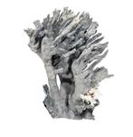 Koraal Koraal - Heliopora coerulea  27x19x16cm  RIESE