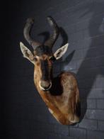 Hartenbeest Taxidermie wandmontage - Alcelaphus buselaphus -, Verzamelen, Dierenverzamelingen, Nieuw