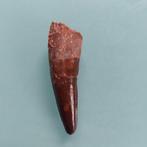 Dinosaurus - Fossiele tand - Spinosaurus aegyptiacus - 56 mm, Verzamelen, Mineralen en Fossielen