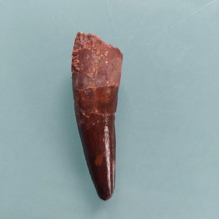 Dinosaurus - Fossiele tand - Spinosaurus aegyptiacus - 56 mm, Verzamelen, Mineralen en Fossielen