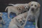 Onwijs Mooie Gele Labrador pups met Stamboom en NLV-Keurmerk, Dieren en Toebehoren, Nederland, Labrador retriever, Meerdere, Meerdere dieren