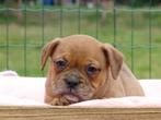 Old English Bulldog pups! t Gezonde type. Mogen direct mee!, Parvo, Nederland, 8 tot 15 weken, Bulldog