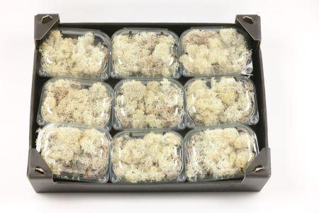 Rendiermos naturel kleinverp 50 gr Rendiermos gepreserveerd, Hobby en Vrije tijd, Knutselen, Nieuw, Ophalen of Verzenden