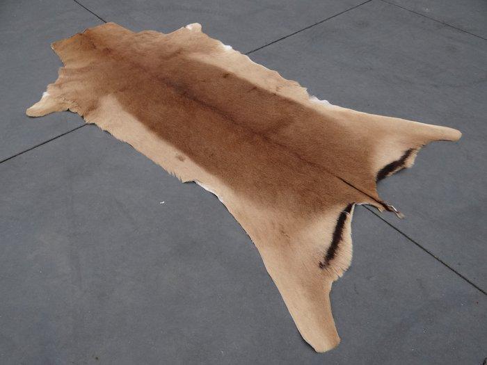 African Impala Skin Balg - Aepyceros melampus - 120 cm - 1, Verzamelen, Dierenverzamelingen