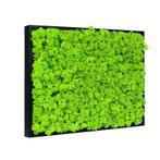 Vintlux Mosschilderij Rendiermos 80x120 cm Zwart, Nieuw