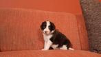 mooie puppys springer spaniel x border collie, Parvo, 8 tot 15 weken, Meerdere, Meerdere dieren