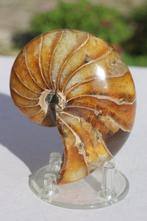 Nautilus - Gefossiliseerd dier - 10.5 cm - 7.5 cm, Verzamelen, Mineralen en Fossielen