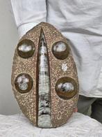 Orthoceras - Gefossiliseerd dier - 24 cm - 15 cm (Zonder, Verzamelen