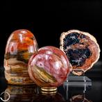 Prachtige set van versteend hout – Vrije vorm, bol en, Verzamelen