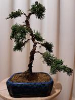Juniperus chinensis kishu bonsai - Hoogte (boom): 27 cm -