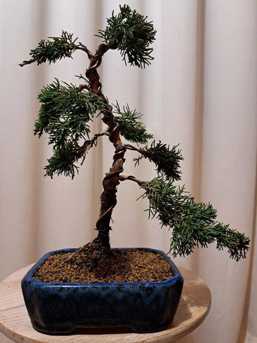 Juniperus chinensis kishu bonsai - Hoogte (boom): 27 cm -, Antiek en Kunst, Curiosa en Brocante