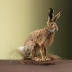 Haas Taxidermie Opgezette Dieren By Max, Ophalen of Verzenden, Nieuw, Wild dier, Opgezet dier