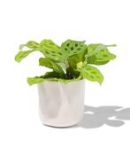 HEMA Bloempot Ø11.7x11.5cm keramiek van €6.59 voor €4 sale, Huis en Inrichting, Kamerplanten, Verzenden