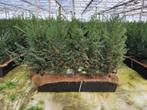 Taxus baccata kant en klaar haag elementen hoogte 50-60 cm., Verzenden, Vaste plant, Overige soorten, Halfschaduw