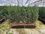 Taxus baccata kant en klaar haag elementen hoogte 50-60 cm., Tuin en Terras, Planten | Tuinplanten, Halfschaduw, Vaste plant, Overige soorten