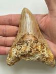 Megalodon-tand, - 12,0 cm (4,72 inch) - Carcharocles
