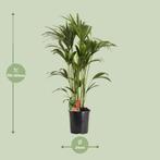 Howea Forsteriana - Ø24cm - 120cm, Verzenden