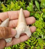 Haai - Fossiele tanden - otudus - 7 cm (Zonder Minimumprijs)