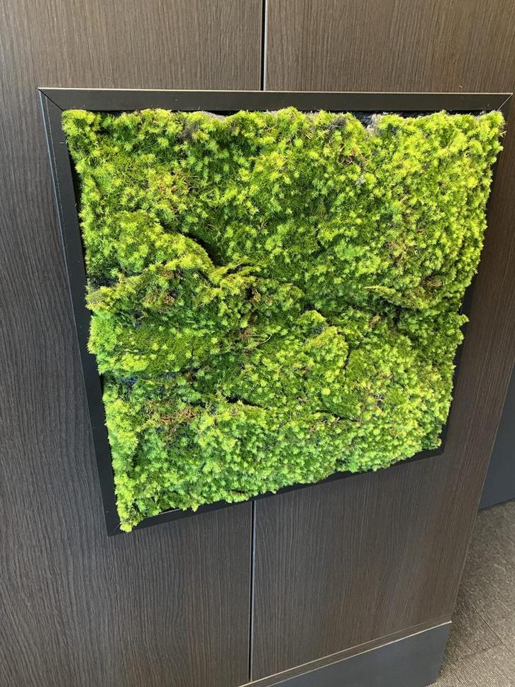 Mos wandpaneel 50x50cm, Zakelijke goederen, Kantoor en Winkelinrichting | Kantoormeubilair en Inrichting