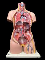 Anatomisch model - kunststof - 1960-1970 - 3B Scientific, Antiek en Kunst