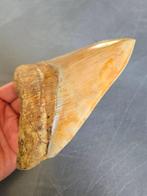 Megalodon - Fossiele tand - 6.06inch! - 154 mm - 112 mm