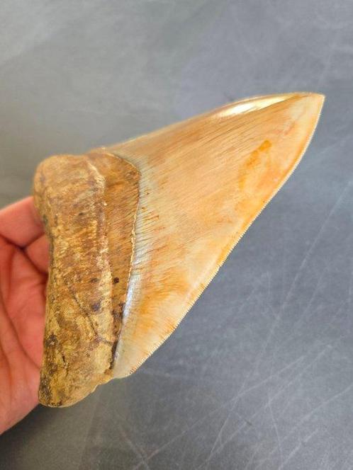 Megalodon - Fossiele tand - 6.06inch! - 154 mm - 112 mm, Verzamelen, Mineralen en Fossielen