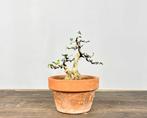 Olijf bonsai (Olea europaea) - Hoogte (boom): 15 cm - Diepte