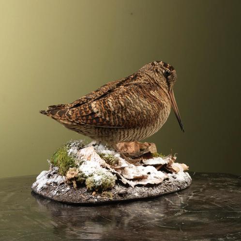 Houtsnip Taxidermie Opgezette Dieren By Max, Verzamelen, Dierenverzamelingen, Opgezet dier, Nieuw, Vogel, Ophalen of Verzenden