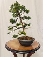 Bonsai Jeneverbes Itoigawa (Juniperus) - Hoogte (boom): 41, Antiek en Kunst, Curiosa en Brocante