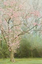 Mariska Karto - Pink Cherryblossoms