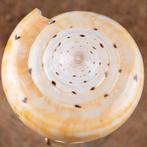 Moderne Wunderkammer - Conus Betulinus - Grote Zee Schelp op, Nieuw