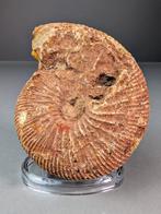 Ammonite Dowilliceras Natural - Gefossiliseerde schelp -, Verzamelen, Mineralen en Fossielen