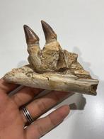 Mosasaurus - Gefossiliseerde kaak - Mandíbula fosilizada -, Verzamelen