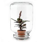 Easyplant - Calathea makoyana - Mini-ecosysteem, Verzenden, Nieuw