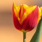 20x Tulpenbollen Dow Jones – Rood-Geel Gestreepte Tulp, Verzenden
