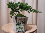 Jeneverbes bonsai (Juniperus) - Hoogte (boom): 12 cm -