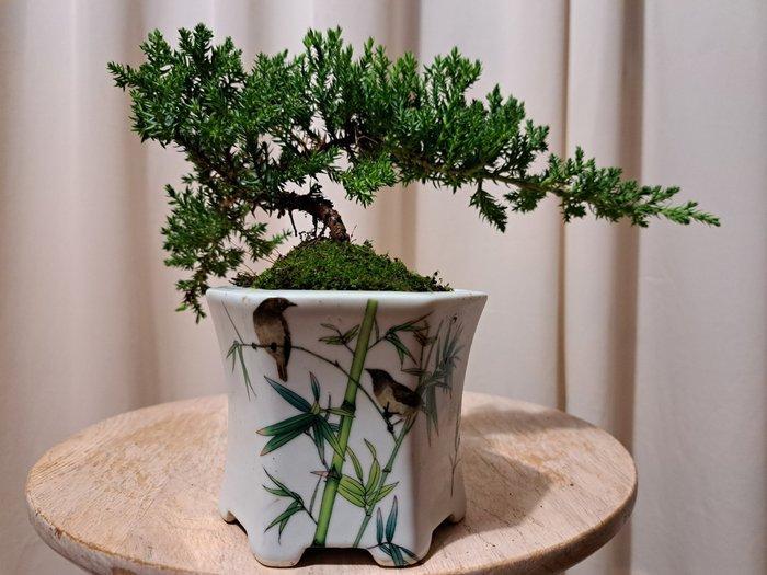 Jeneverbes bonsai (Juniperus) - Hoogte (boom): 12 cm -, Antiek en Kunst, Curiosa en Brocante